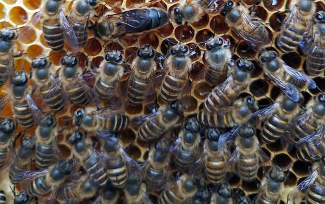 蜜蜂朝王的目的是什么? 蜜蜂朝王