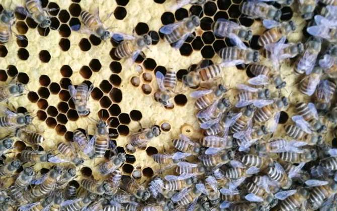 蜂群失王多久會出新王? 蜂群失王