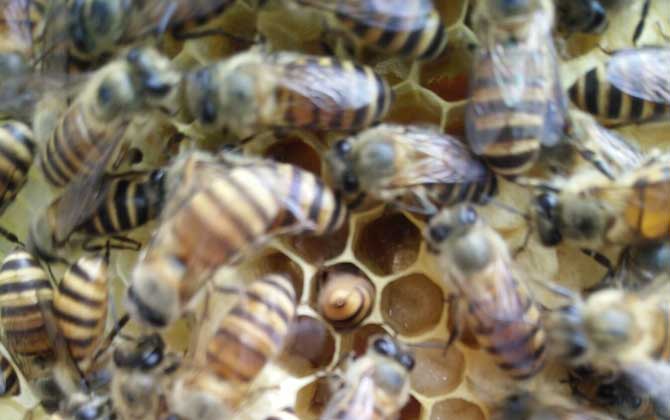 急造王臺要具備哪些條件? 急造王臺