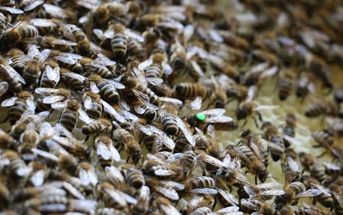 蜂群為什么不能沒有蜂王? 蜂王