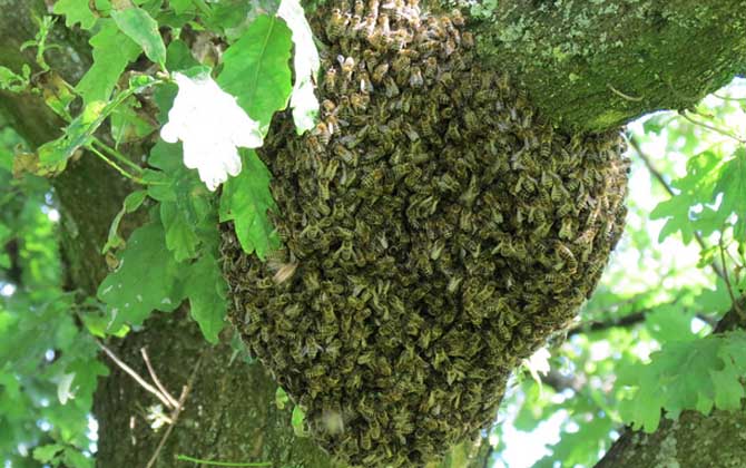 結團的蜜蜂怎么找到蜂王? 蜂團