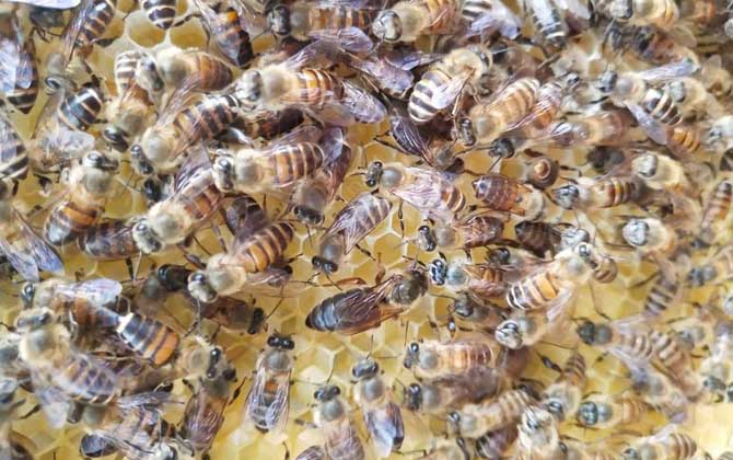 新蜂王沒(méi)有雄蜂怎么辦? 蜂王