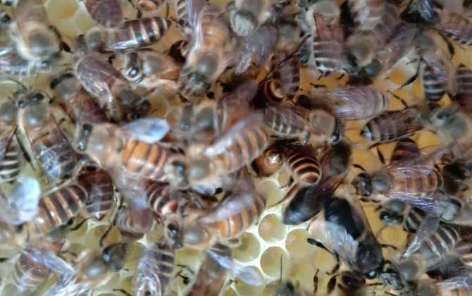 處女蜂王怎么處理才好? 蜂王