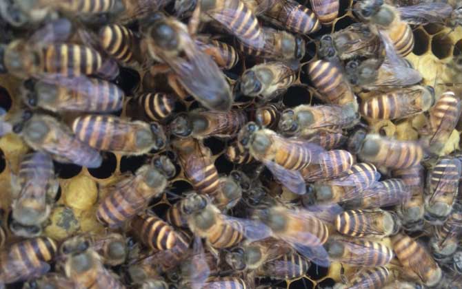 沒有蜂王怎么養好蜜蜂? 蜂王