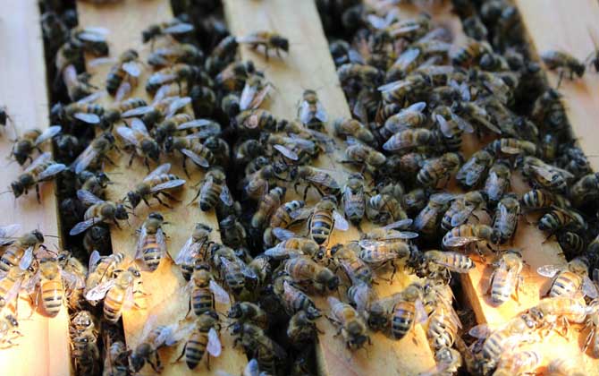 冬天蜂王為什么停止產卵? 蜂王