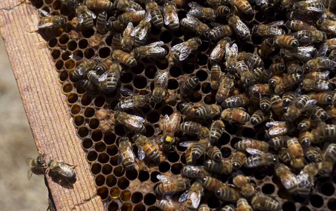 冬天蜂王為什么停止產卵? 蜂王