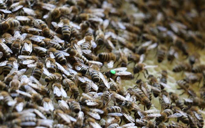 只有一只蜂王能分蜂嗎? 蜜蜂