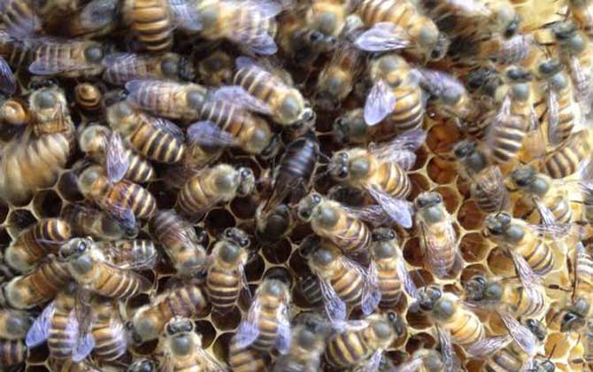 沒有蜂王蜜蜂會飛走嗎? 蜂王