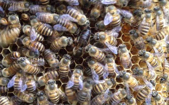 蜂王(蜂后)靠什么控制蜂群? 蜂王