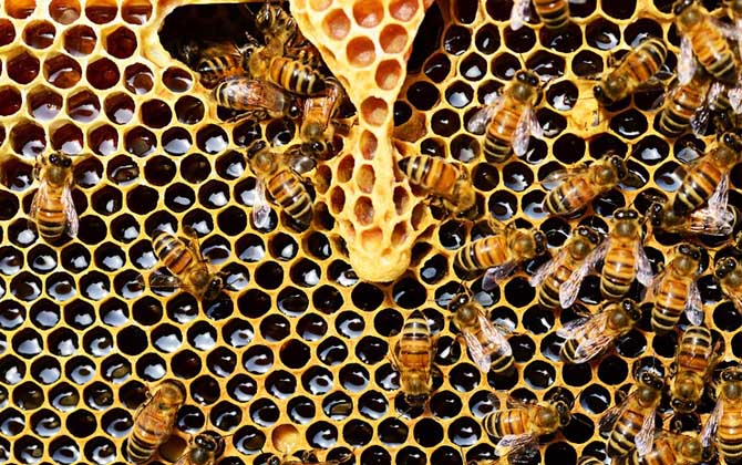 急造王臺(tái)出的蜂王好嗎? 急造王臺(tái)