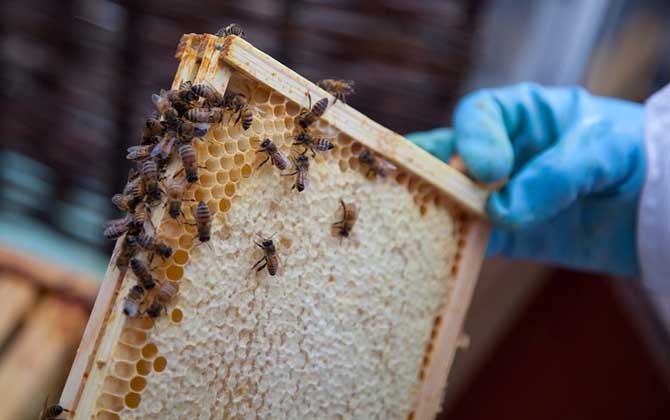 急造王臺會發生分蜂嗎? 急造王臺