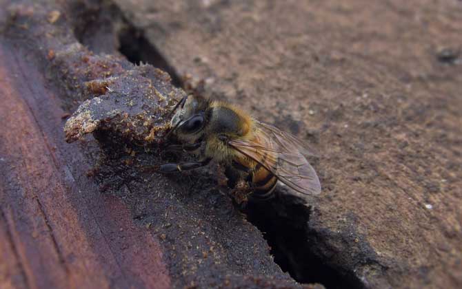如何能讓蜜蜂急造王臺? 王臺