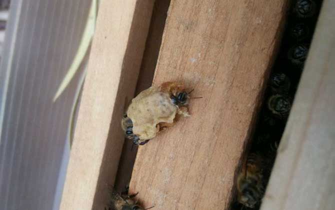 自然王臺封蓋幾天出王? 王臺