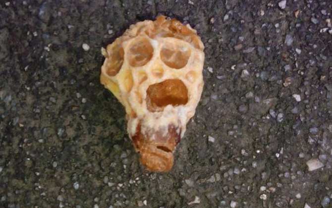 自然王臺封蓋幾天出王? 王臺