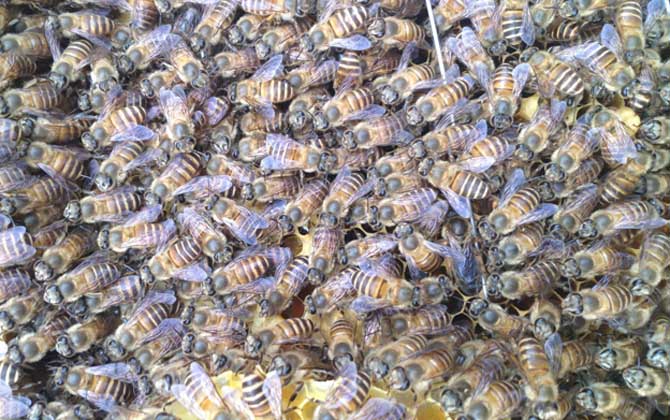 怎么從蜂群中找到蜂王? 怎么找到蜂王