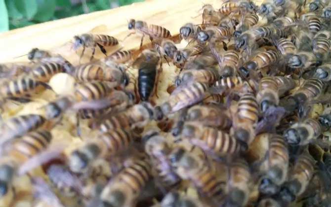 失王什么時(shí)候介王最好? 介王