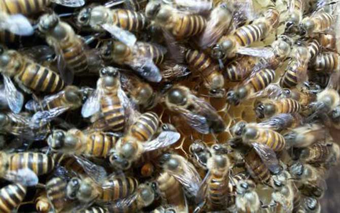 失王什么時(shí)候介王最好? 介王