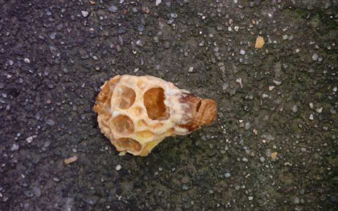 介入王臺的最佳時間 王臺