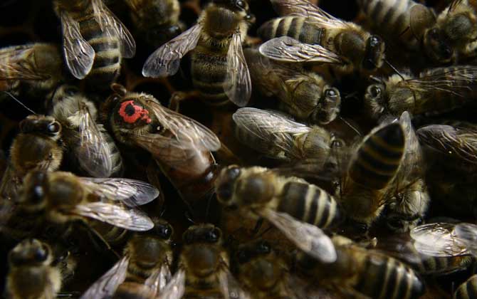 蜂王一般多少錢一只? 蜂王