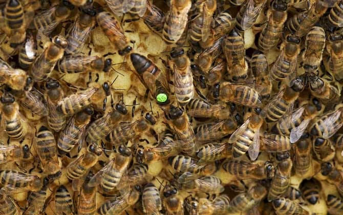 網上買的蜂王怎么介入蜂群? 介王