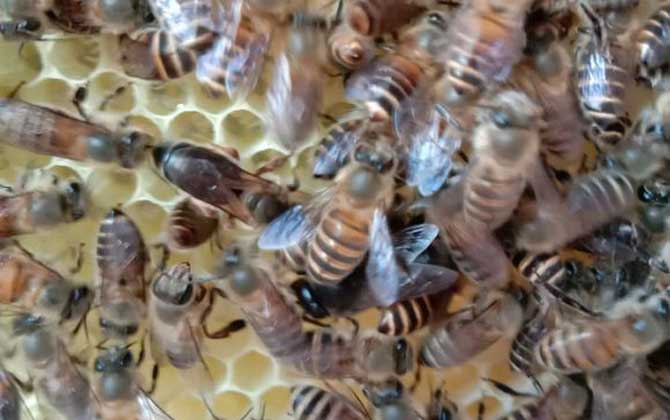 蜂王剪翅膀還能長出來嗎? 蜂王