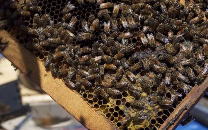 蜂王怎樣剪翅膀影響最小? 蜂王