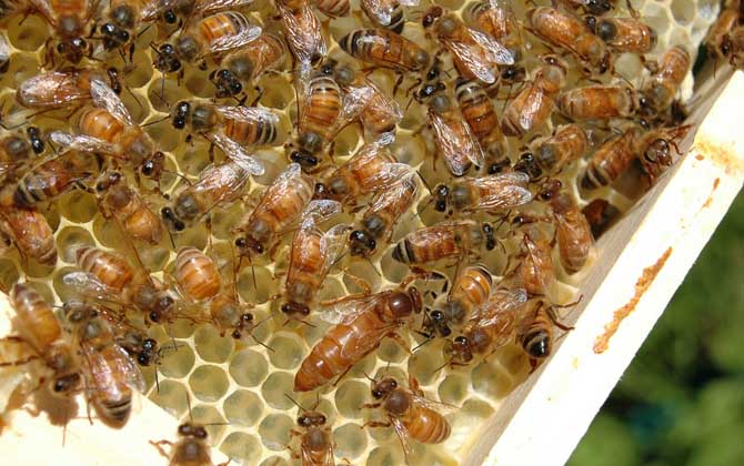 蜂王剪翅膀還會(huì)分蜂嗎? 蜂王