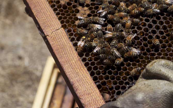 蜂王剪翅膀還會(huì)分蜂嗎? 蜂王