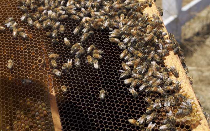 蜂王剪翅膀還會(huì)分蜂嗎? 蜂王