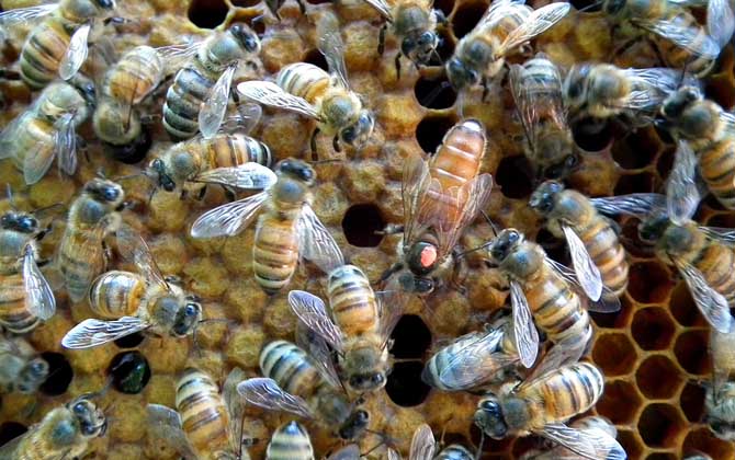 蜂王剪翅膀的壞處有哪些? 蜂王