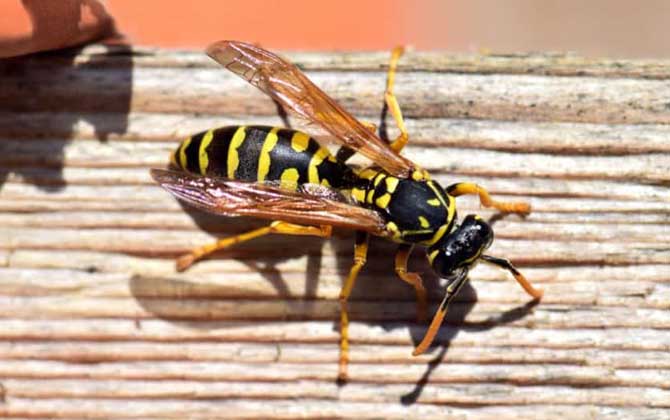 被馬蜂蟄了怎么處理最簡單? 馬蜂