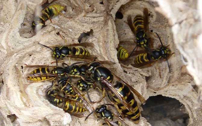 胡蜂和馬蜂的區(qū)別 胡蜂