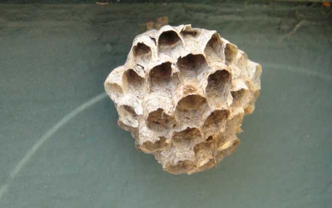 胡蜂和馬蜂的區(qū)別 胡蜂