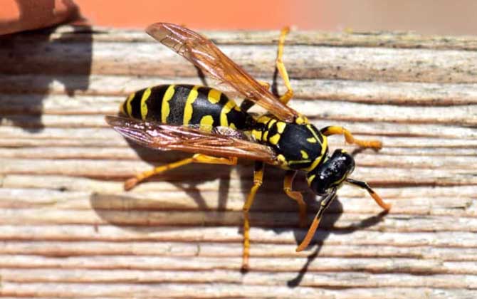 胡蜂和蜜蜂的的區別 胡蜂