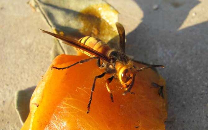 金環(huán)胡蜂吃什么食物? 金環(huán)胡蜂
