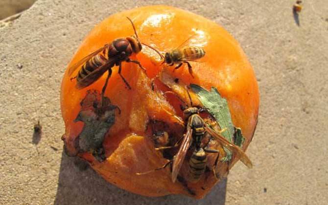 金環(huán)胡蜂吃什么食物? 金環(huán)胡蜂