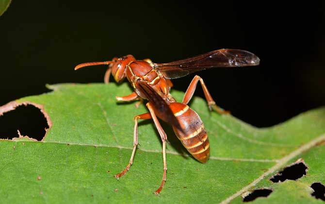 馬蜂和黃蜂的區別 馬蜂
