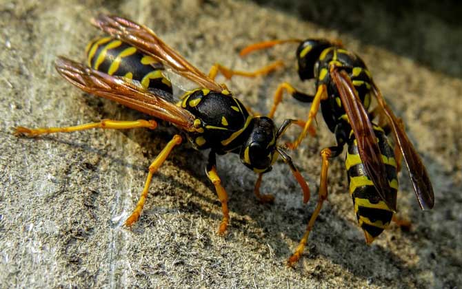 馬蜂和黃蜂的區別 馬蜂