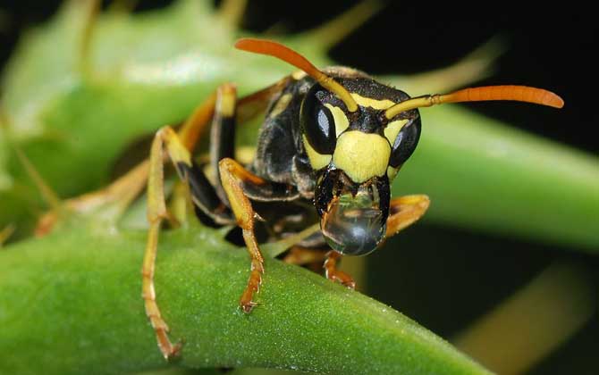 馬蜂和黃蜂的區別 馬蜂