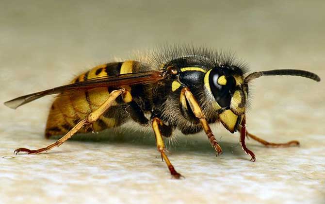 牛角蜂(大胡蜂)的毒性大嗎? 牛角蜂