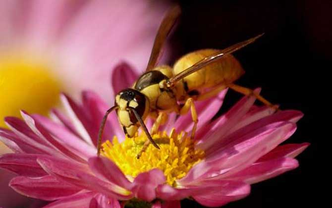 黑盾胡蜂的毒性大嗎? 黑盾胡蜂