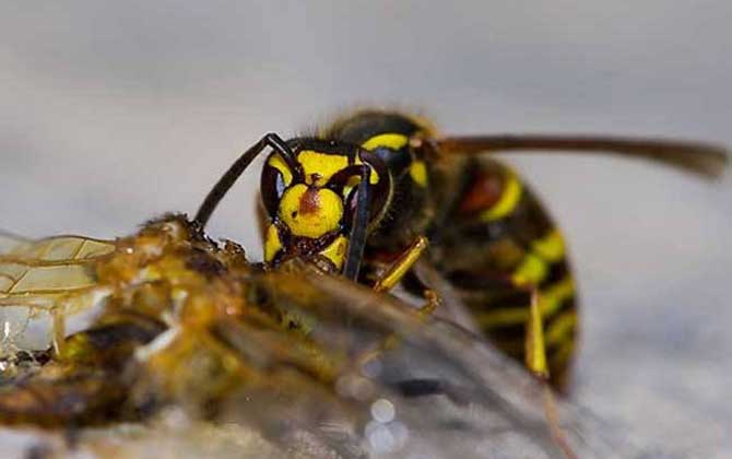 黑盾胡蜂的毒性大嗎? 黑盾胡蜂