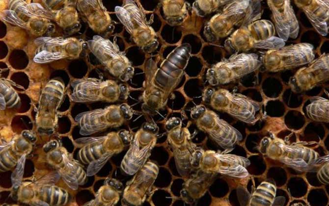 被黑色的蜂蟄了怎么辦? 黑蜂