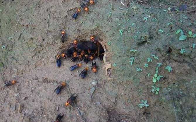 被黑色的蜂蟄了怎么辦? 紅娘胡蜂