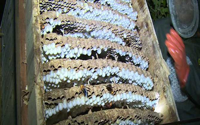 胡蜂(馬蜂)養(yǎng)殖技術(shù)及注意事項(xiàng) 胡蜂養(yǎng)殖
