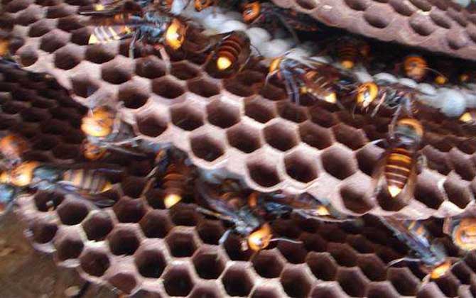 胡蜂(馬蜂)養(yǎng)殖技術(shù)及注意事項(xiàng) 胡蜂養(yǎng)殖