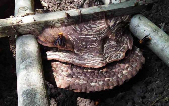 胡蜂(馬蜂)養(yǎng)殖技術(shù)及注意事項(xiàng) 胡蜂養(yǎng)殖