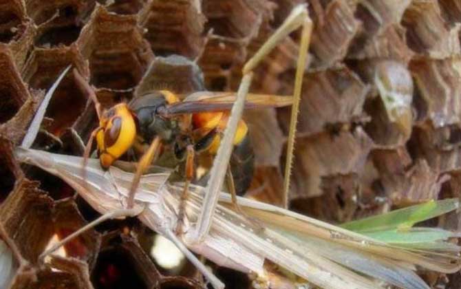 胡蜂的種類及圖片大全 黑尾胡蜂