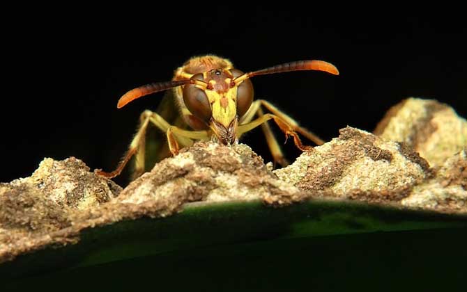 馬蜂蟄人后自己會(huì)死嗎? 馬蜂