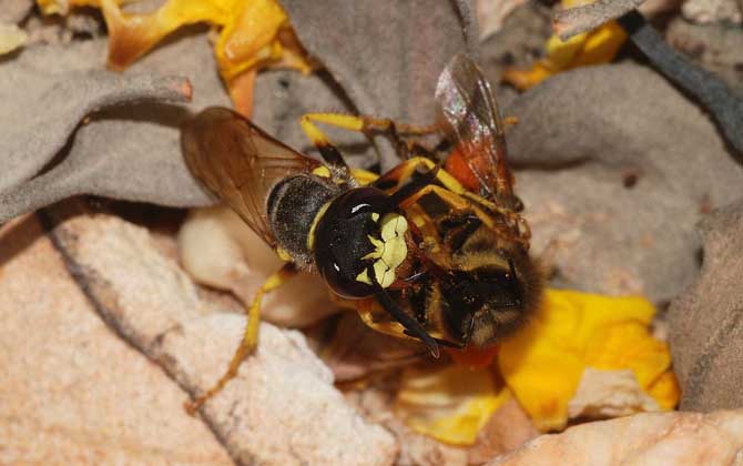 馬蜂蟄人后自己會(huì)死嗎? 馬蜂